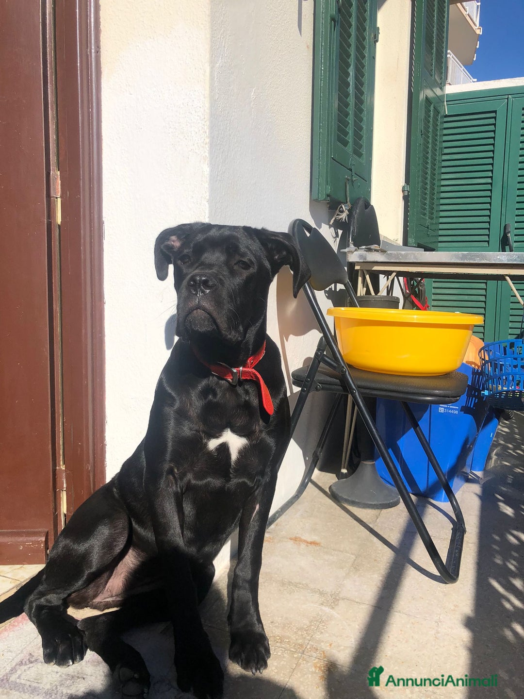 Cane Corso cani in vendita: Cuccioli di cane corso  - Annuncio 1