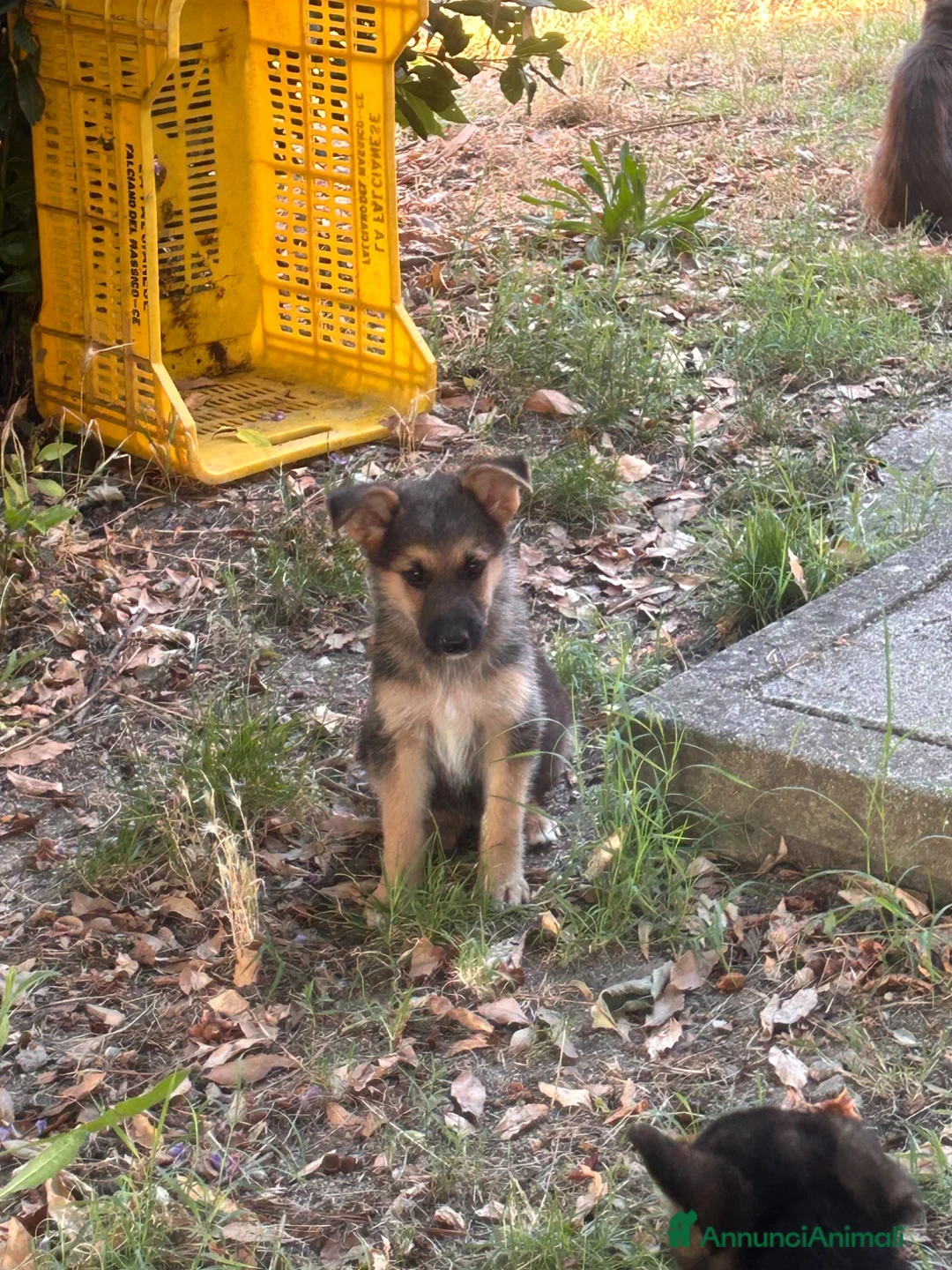 Pastore Tedesco cani in vendita: Cucciolo pastore tedesco  a Provincia di Frosinone - Annuncio 2