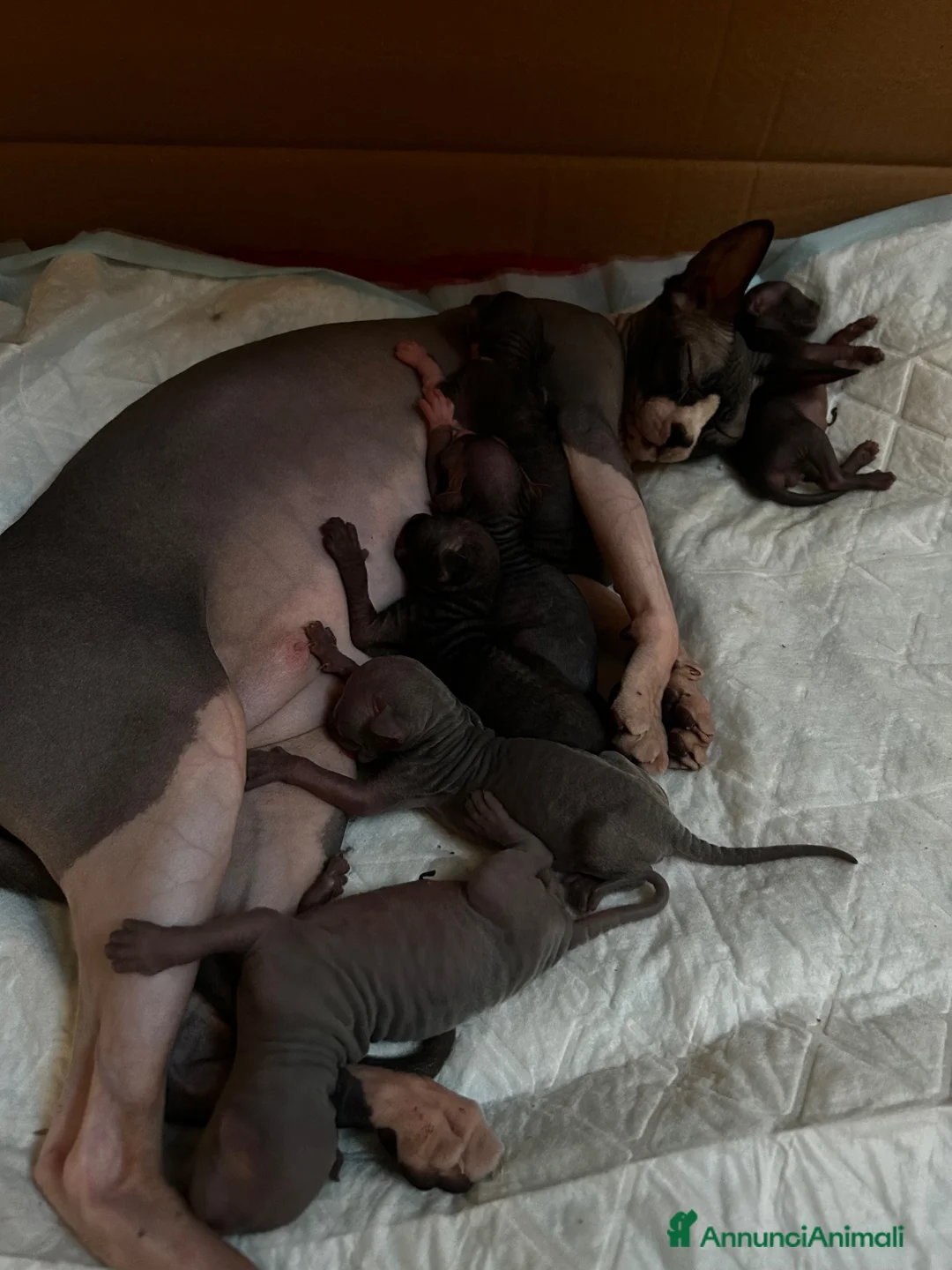Sphynx gatti in vendita: Prenotazione cuccioli di Sphynx con pedigree  - Annuncio 1