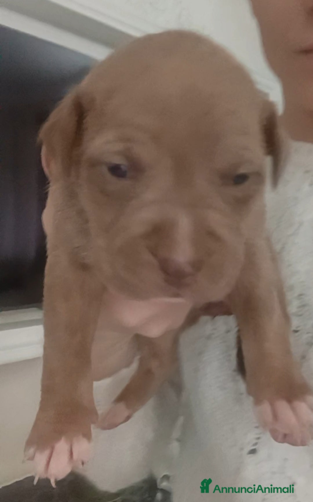 Pitbull cani in vendita: Cuccioli american Pitbull terrier  - Annuncio 8