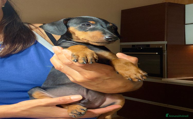 Pinscher Miniatura cani a Provincia di Perugia - Annuncio 13