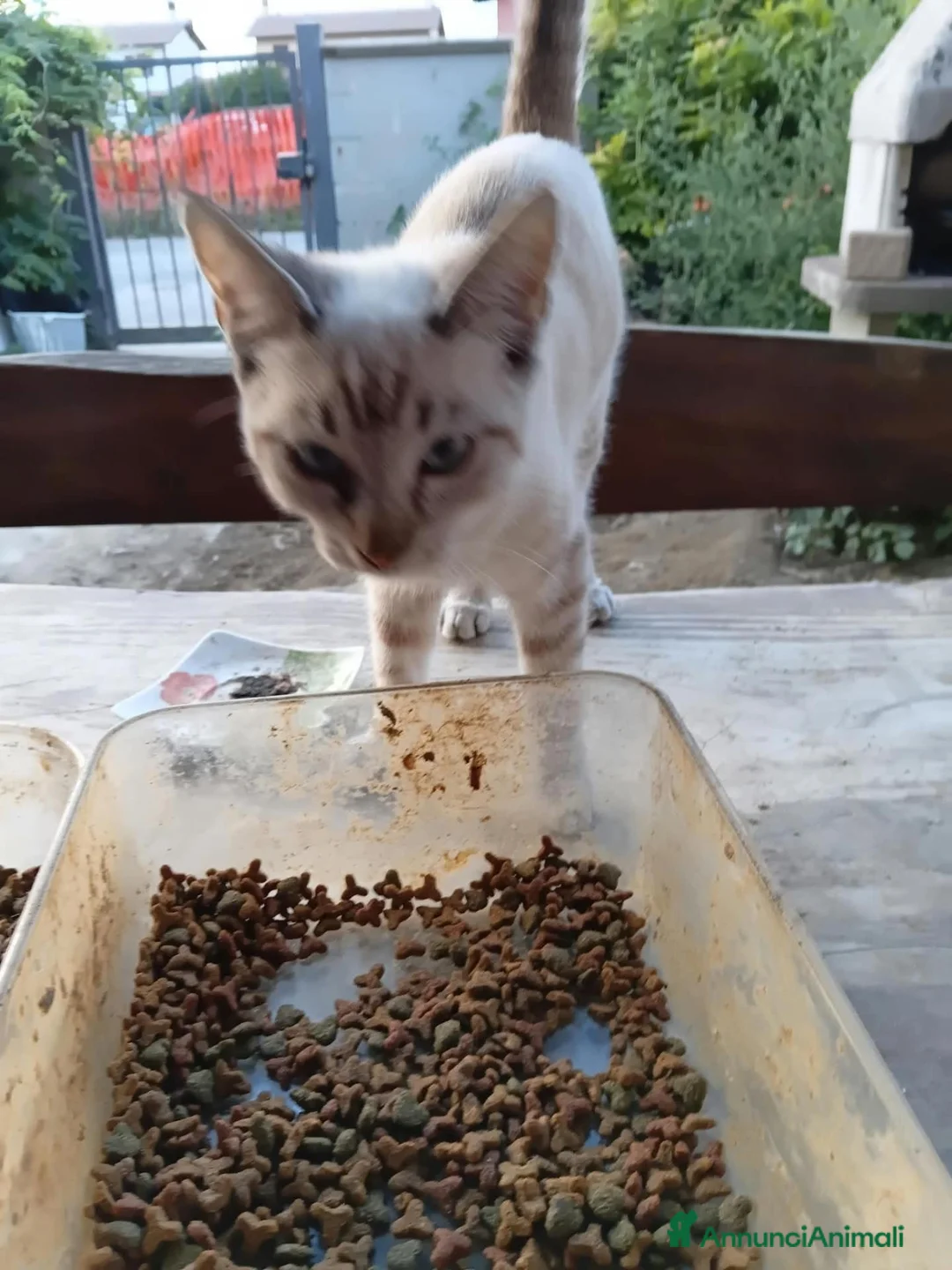Europeo gatti in regalo: Gattina occhietti azzurri  - Annuncio 2