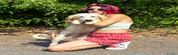 Meticcio cani in regalo: ORSO LIMONE FRAGOLA FIFI - Annuncio 4