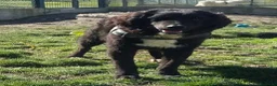Meticcio cani in regalo: RICCIOLINO mite e tranquillo tg media a Provincia di Alessandria - Annuncio 5