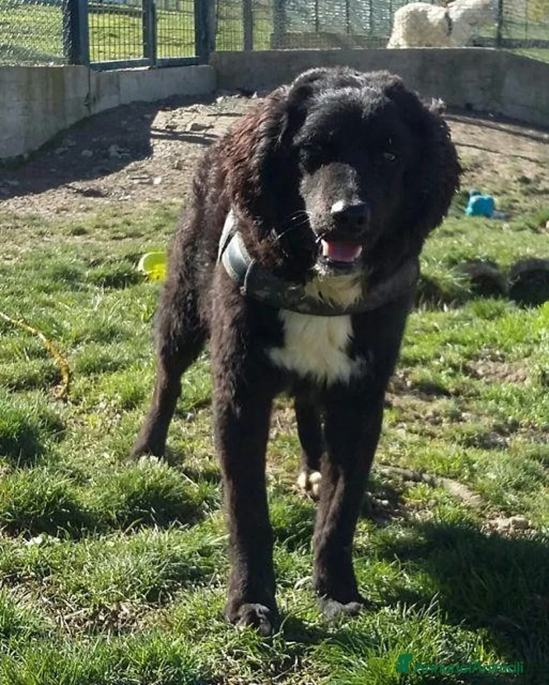 Meticcio cani in regalo: RICCIOLINO mite e tranquillo tg media a Provincia di Alessandria - Annuncio 5