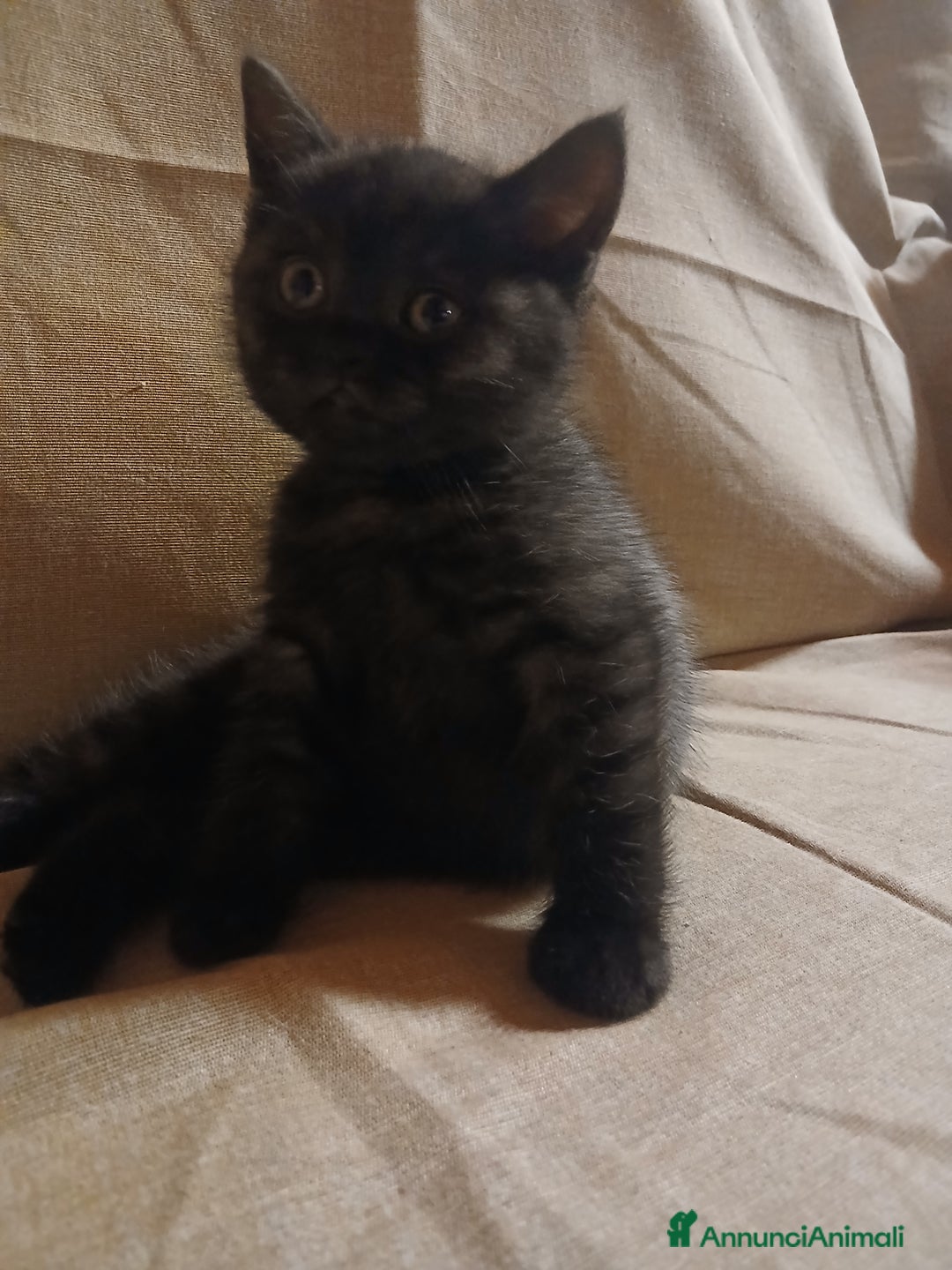 Scottish gatti in vendita: Cucciolo scottish straight  - Annuncio 4