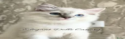 Ragdoll gatti in vendita: Cucciola Ragdoll disponibile a Roma - Annuncio 4