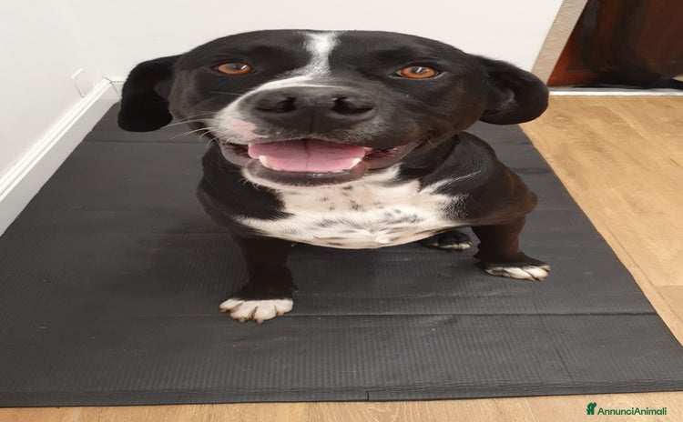 Meticcio cani a Provincia di Bergamo - Annuncio 5