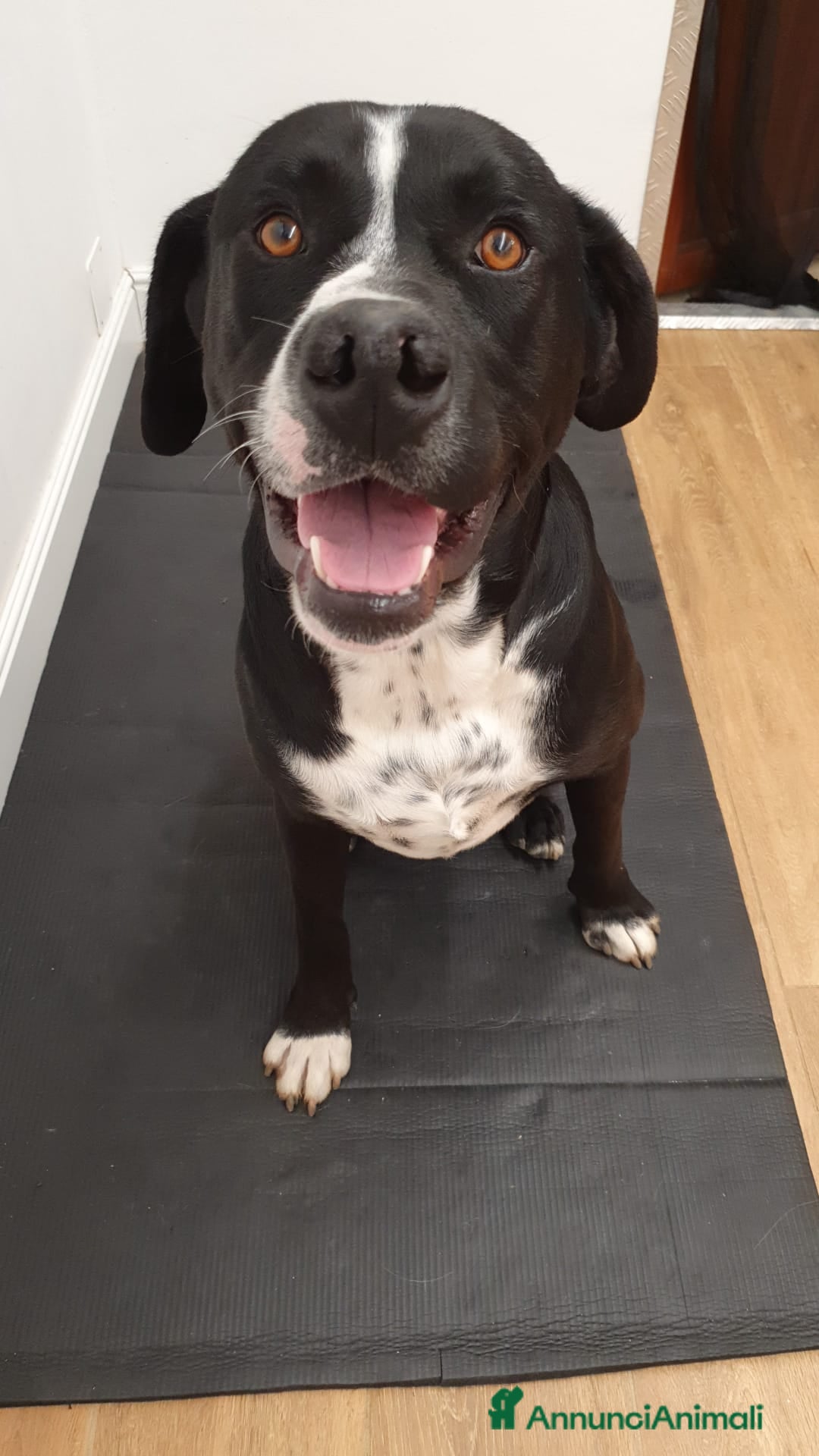 Meticcio cani per accoppiamento: LUCA, 2 ANNI a Provincia di Bergamo - Immagine 1