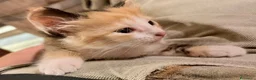 Meticcio gatti in regalo: Gattina trovate a Città metropolitana di Palermo - Annuncio 2