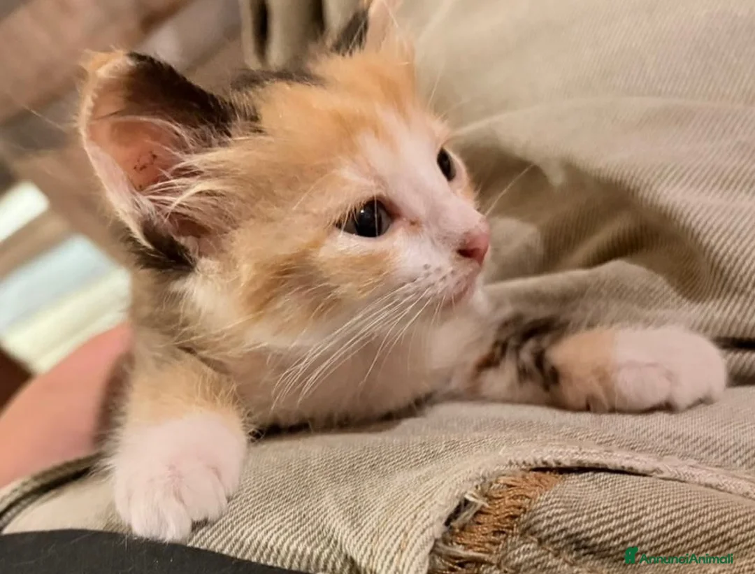 Meticcio gatti in regalo: Gattina trovate a Città metropolitana di Palermo - Annuncio 2