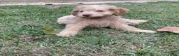 Lagotto cani in vendita: Cuccioli lagotto romagnolo da tartufi  - Annuncio 7