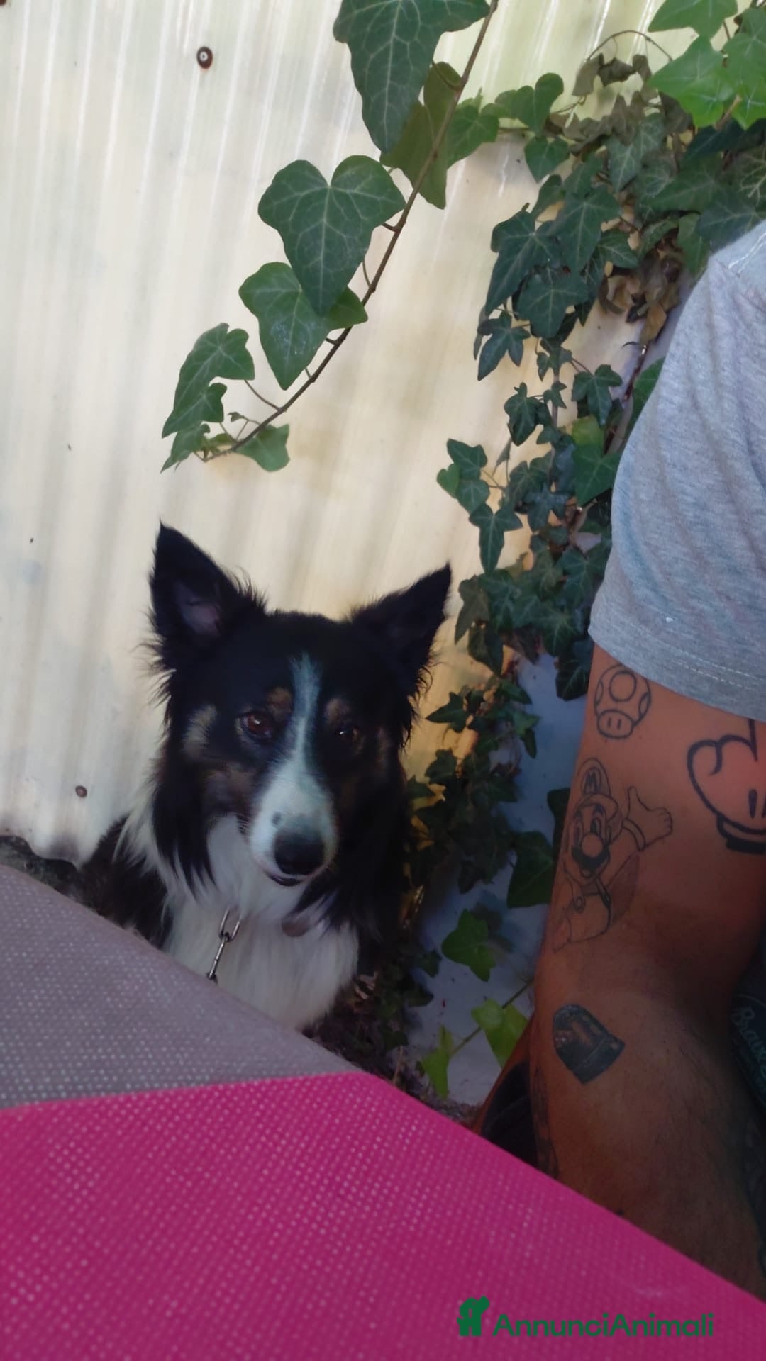 Border Collie cani Cercasi border collier femmina per accoppiamento  - Annuncio 1