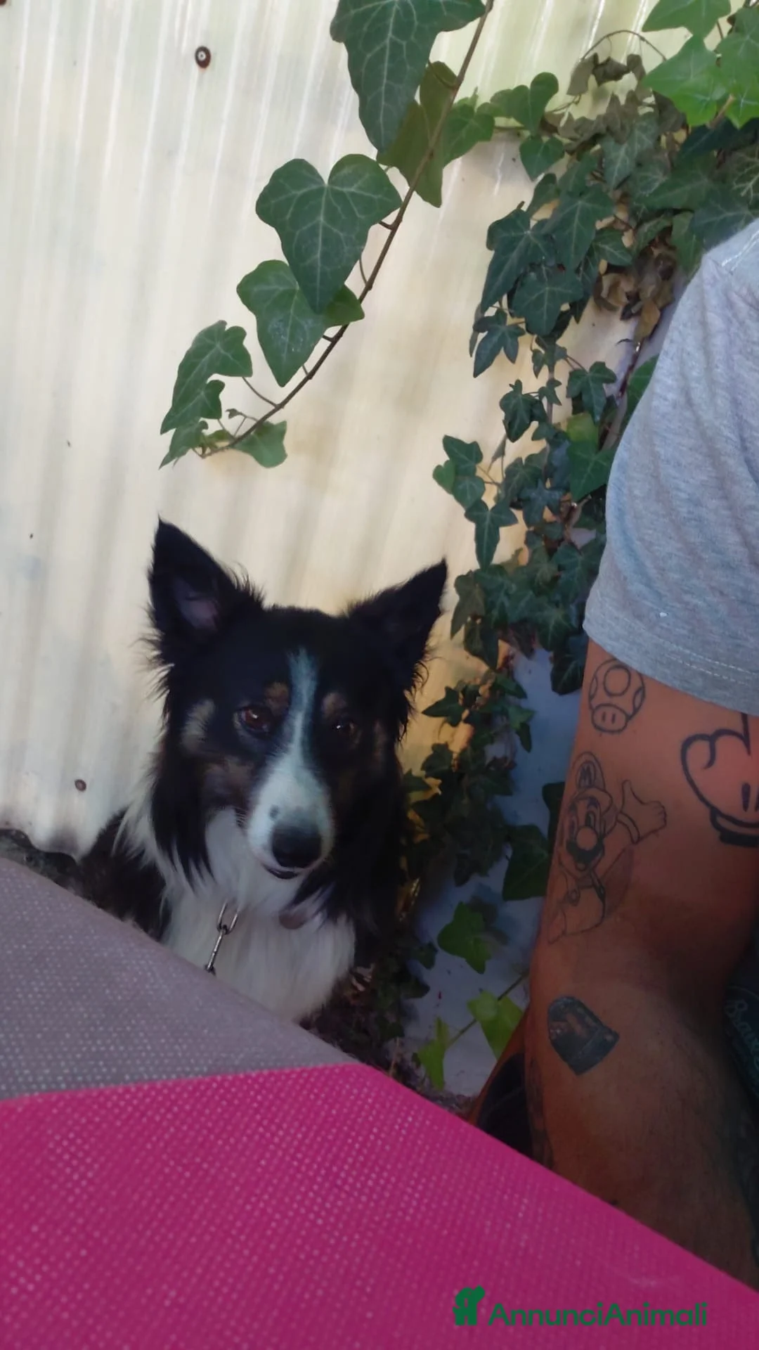 Border Collie cani per accoppiamento: Cercasi border collier femmina per accoppiamento  a Città Metropolitana di Torino - Annuncio 1