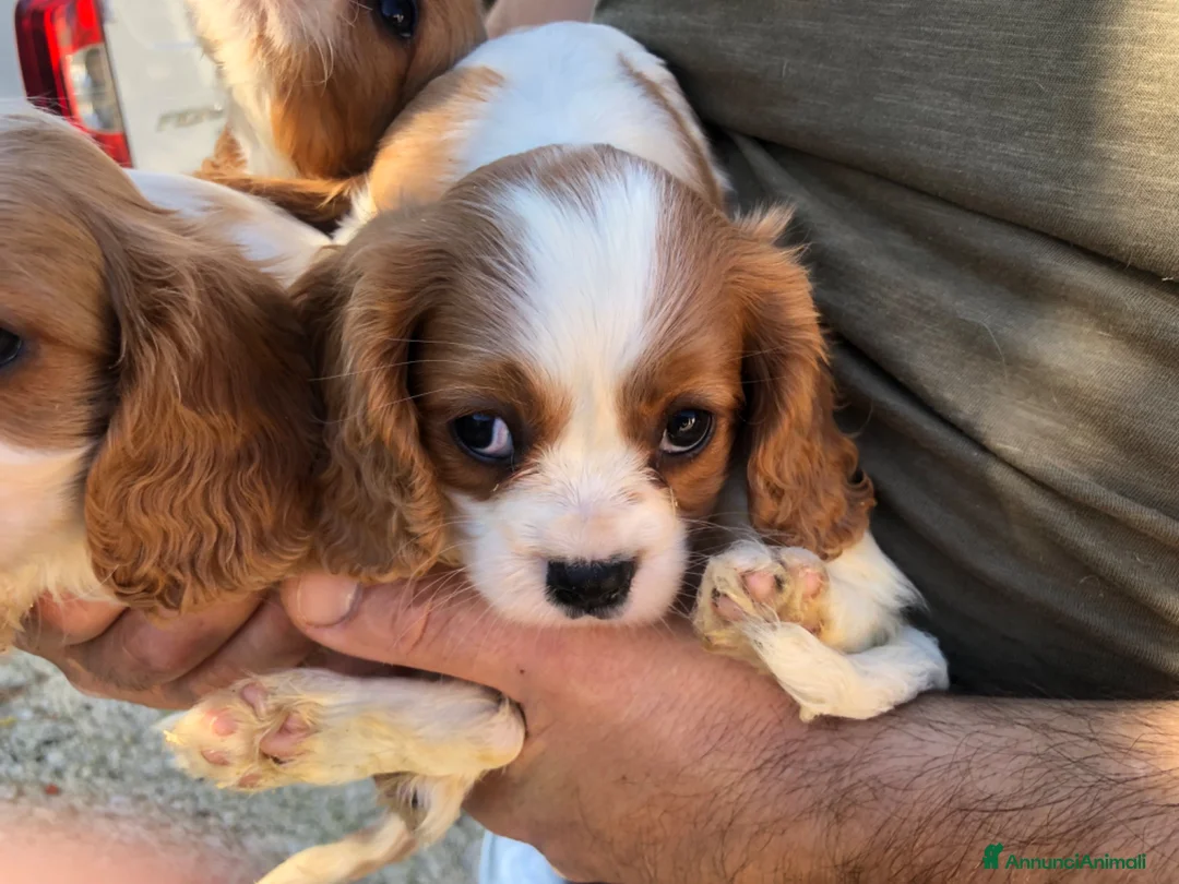 Cavalier King cani in vendita: Cavalier King  a Provincia di Pescara - Annuncio 1