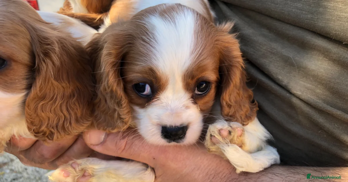 Cavalier Dc Cavalier King in vendita a Pescara | AnnunciAnimali