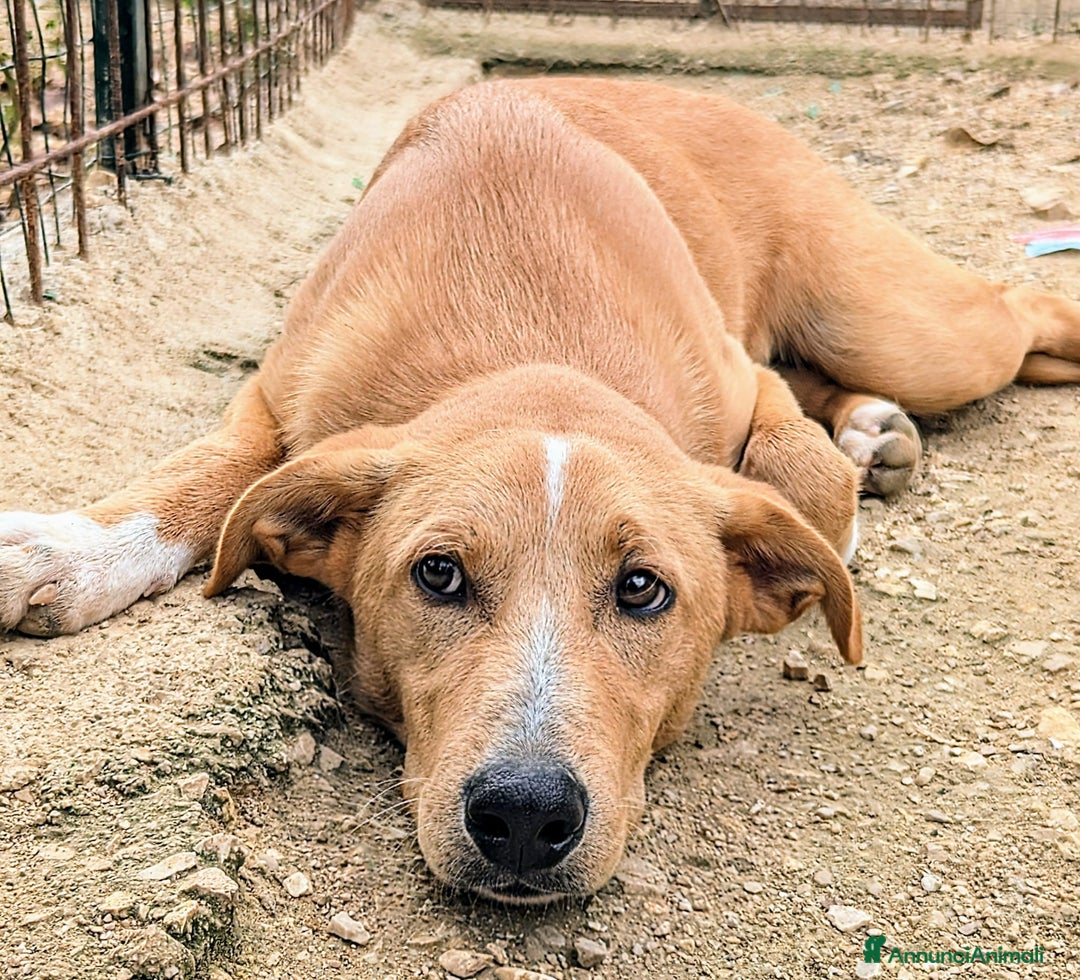 Meticcio cani in regalo: ALBICOCCA e MIRTILLO a Città metropolitana di Roma Capitale - Annuncio 7