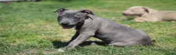Pitbull cani in vendita: Cuccioli Pit Bull pronta consegna anche a rate - Annuncio 24