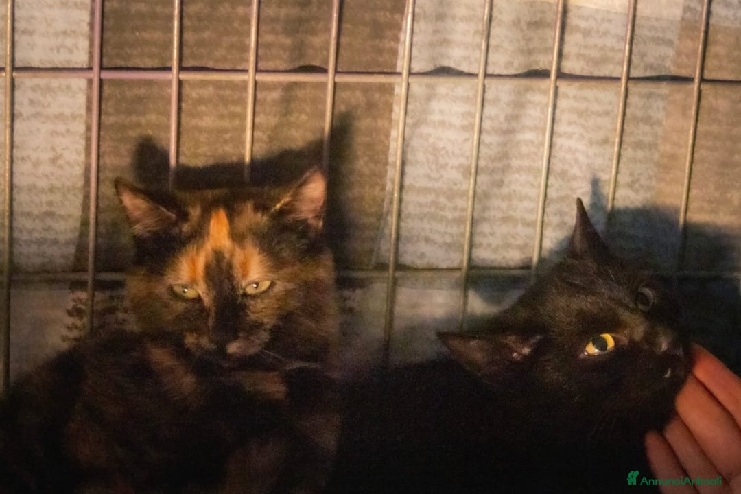 Europeo gatti in regalo: gatta 3 mesi cerca casa❤️ - Annuncio 2