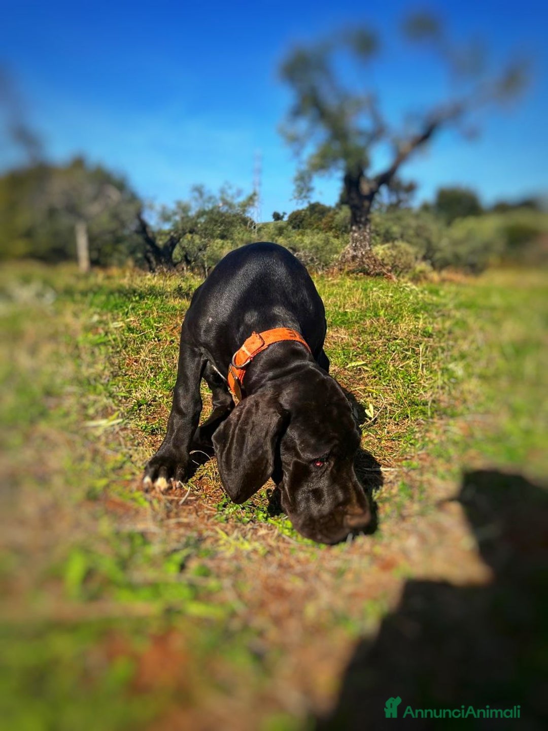 Alano cani in vendita: Cuccioli di Alano nero, ad alta geneaologia - Annuncio 8