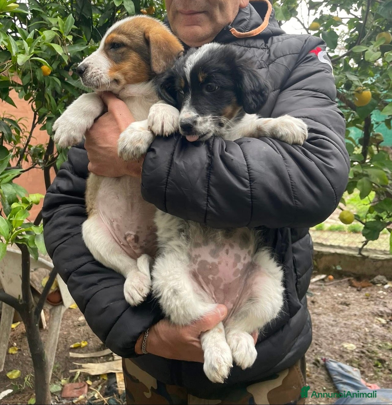 Meticcio cani Dory e Tommy due cuccioli meravigliosi  - Annuncio 1