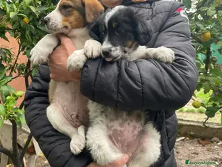 Meticcio cani Dory e Tommy due cuccioli meravigliosi - Annuncio 36