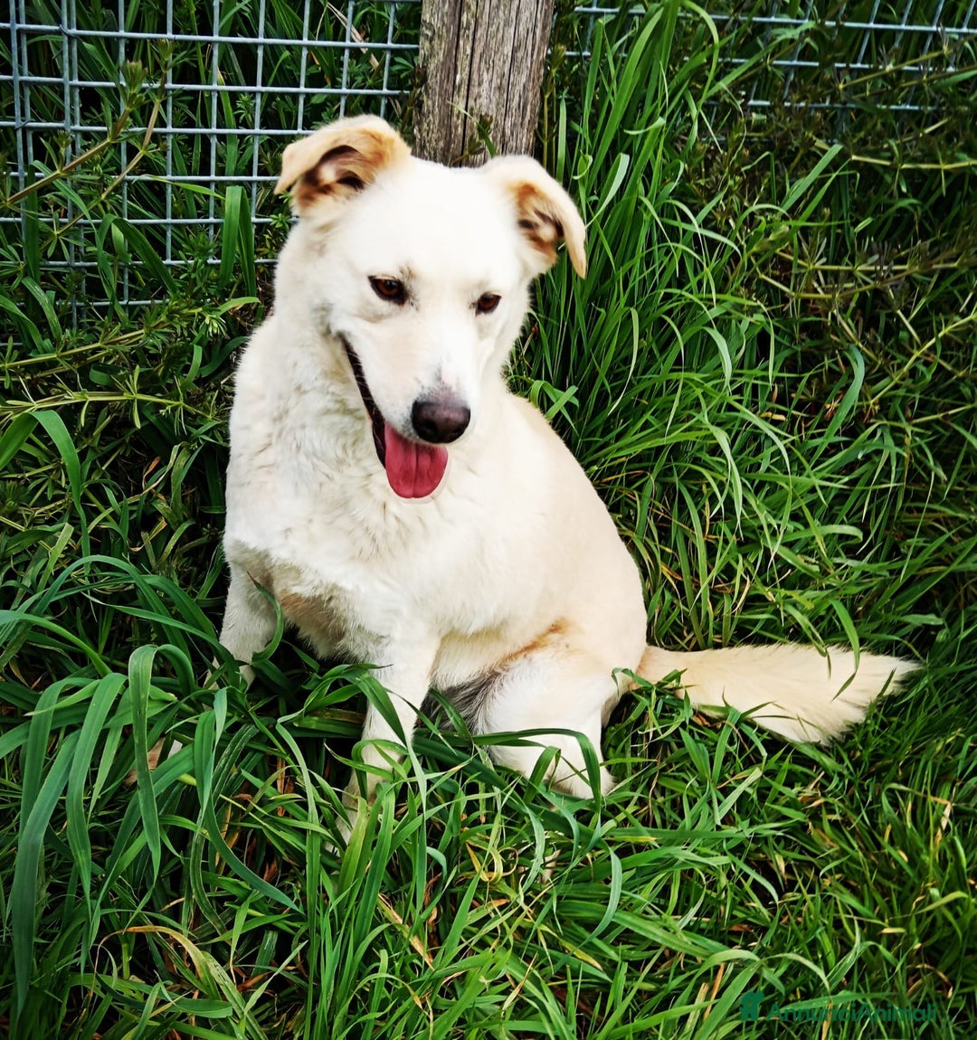 Meticcio cani in regalo: Mafalda, meravigliosa mini labradorina a Provincia di Latina - Immagine 10