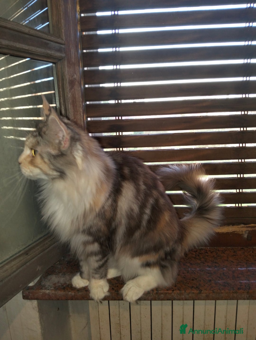 Maine Coon gatti in vendita: Maine coon - Annuncio 4