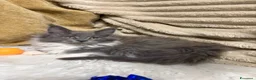 Maine Coon gatti in vendita: Cuccioli Maine coon  - Annuncio 14