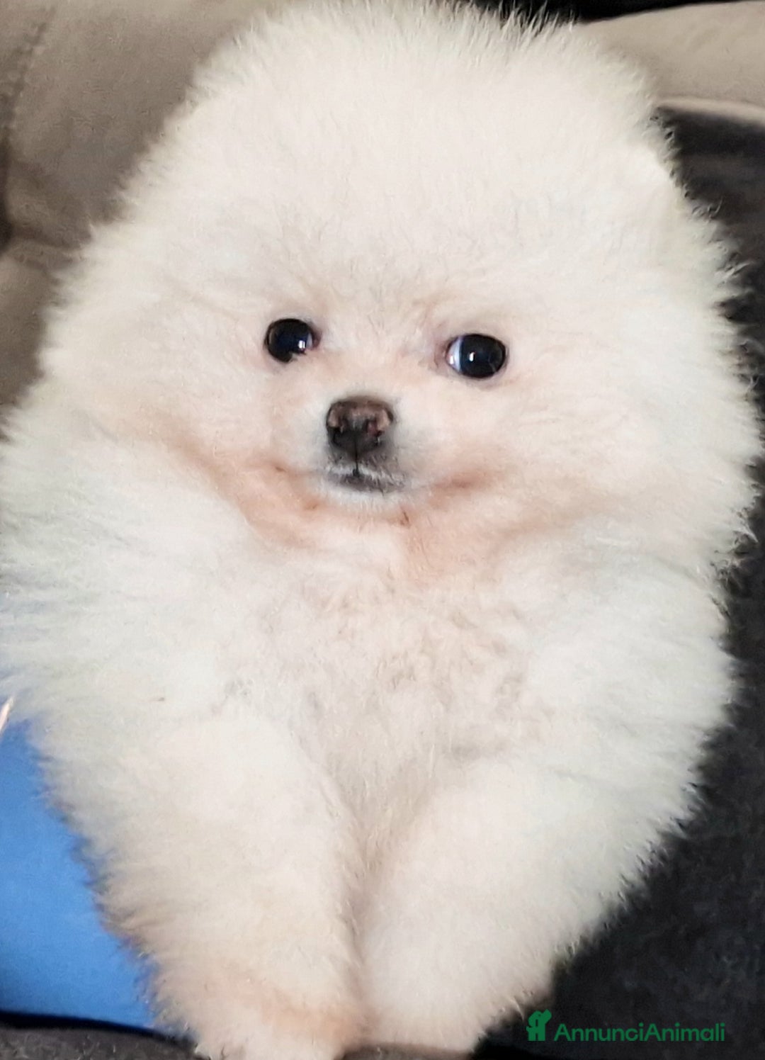 Spitz cani in vendita: Spitz tedesco NANO ( POMERANIA  ) a Provincia di Monza e della Brianza - Annuncio 2