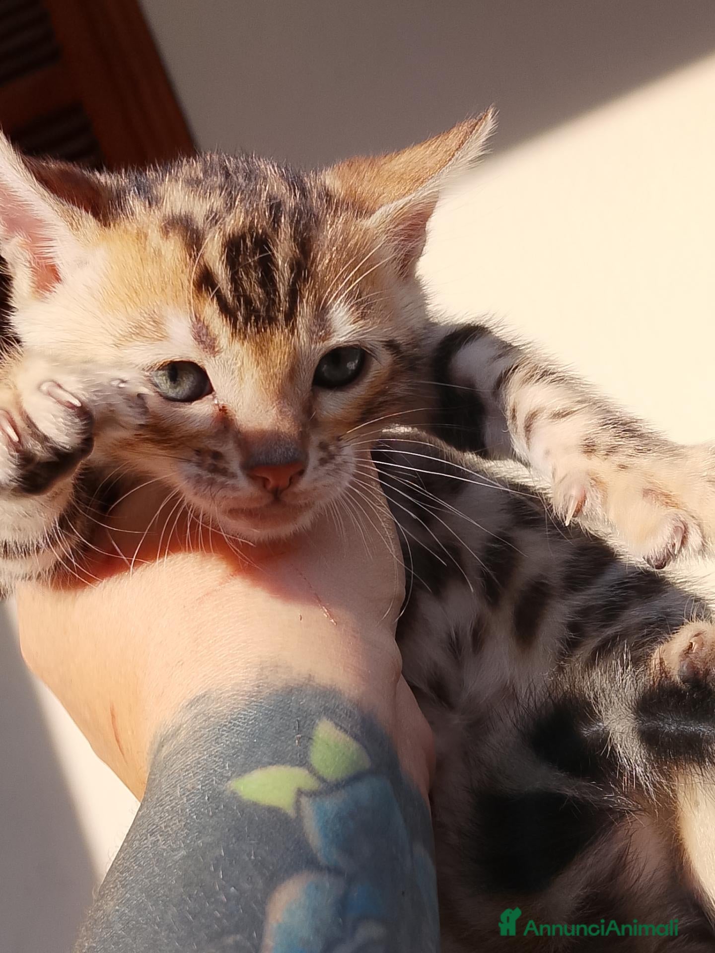 Bengala gatti Cucciolina bengala per Natale - Annuncio 13