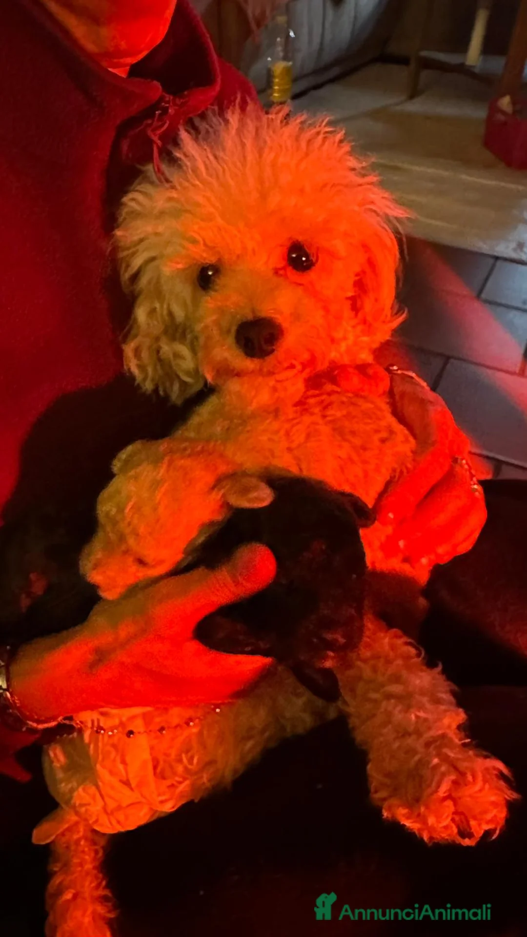 Barboncino Toy cani in vendita: Barboncini - Annuncio 2