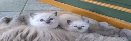 Siberiano gatti in vendita: Gattini di razza siberiana ipoallergenici, neva - Annuncio 5
