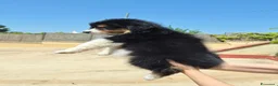 Australian Shepherd cani in vendita: cucciolo pastore australiano  - Annuncio 2