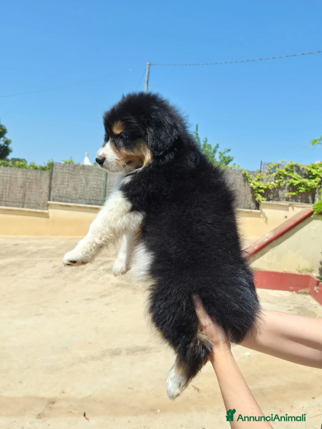 Australian Shepherd cani in vendita: cucciolo pastore australiano  - Annuncio 2