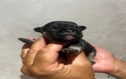 Altre razze gatti in vendita: Bulldog francese cuccioli a Città metropolitana di Milano - Immagine 10