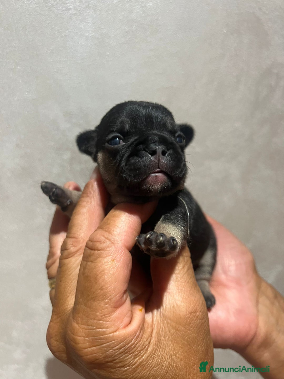 Altre razze gatti in vendita: Bulldog francese cuccioli a Città metropolitana di Milano - Immagine 10