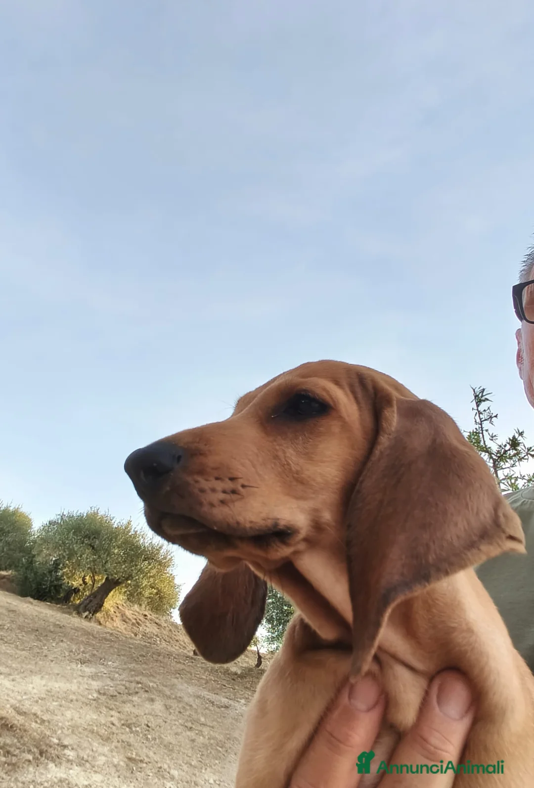 Segugio cani in vendita: Cuccioli segugio italiano  a Libero consorzio comunale di Siracusa - Annuncio 5