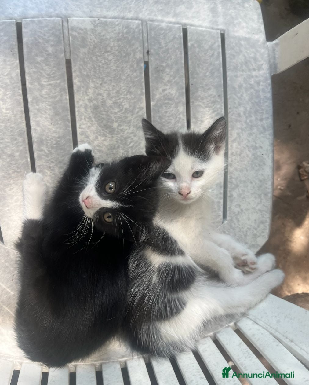 Meticcio gatti regalo due bellissimi gattini di due mesi  - Annuncio 11