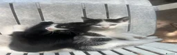 Meticcio gatti in regalo: regalo due bellissimi gattini di due mesi  - Annuncio 1