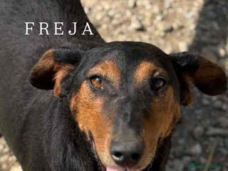 Meticcio cani FREJA, la terrier più SIMPATICA del rifugio! - Annuncio 35