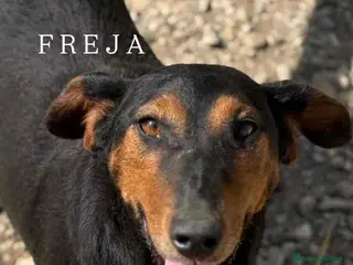 Meticcio cani FREJA, la terrier più SIMPATICA del rifugio! - Annuncio 38