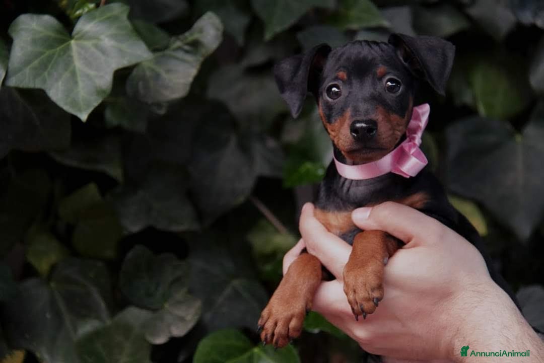 Immagine della galleria {{count}}