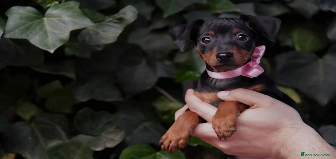 Immagine della galleria {{count}}