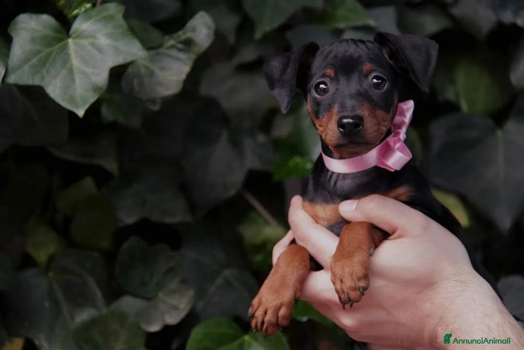 Immagine della galleria {{count}}