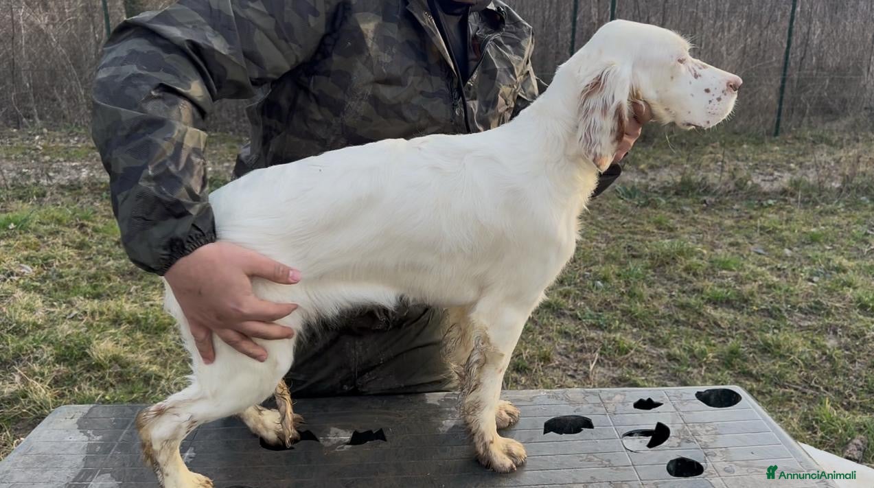 Setter Inglese cani Setter figli di campioni  - Annuncio 1