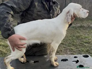 Setter Inglese cani Setter figli di campioni - Annuncio 1