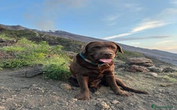 Labrador cani per accoppiamento: BUCK CERCA FIDANZATA - Immagine 1