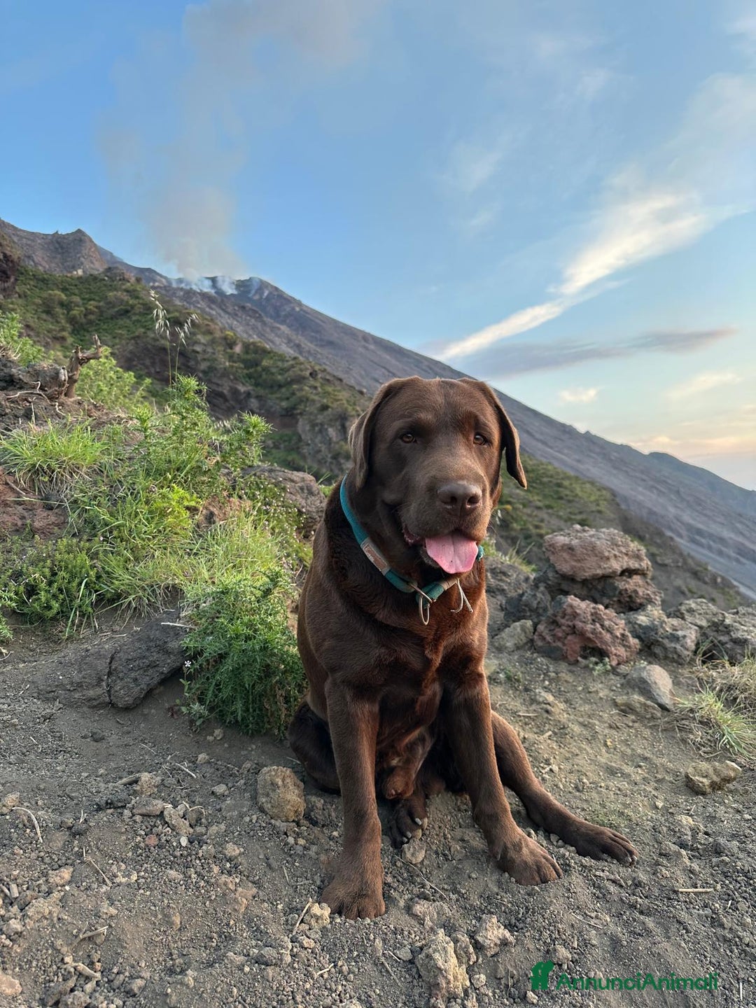 Labrador cani per accoppiamento: BUCK CERCA FIDANZATA - Immagine 1