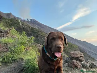 Labrador cani BUCK CERCA FIDANZATA - Annuncio 1